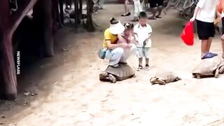 A tartaruga