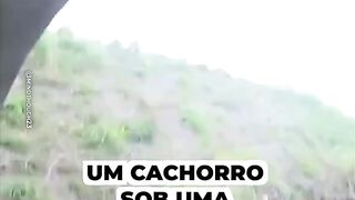 Um cachorro