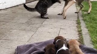 POV- When a stray comes for the puppies, and the house cat says absolutely not.