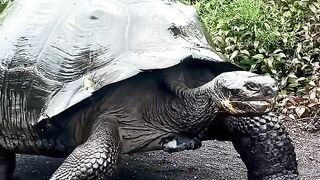 This animal can breathe through its rear end.