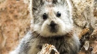 1 Minuto Animal - Você já tinha ouvido falar desse animal? 🐻#animais #curiosidades