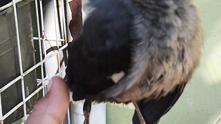 Burung jalak kebo nurut