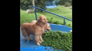 puppy loves to slide.