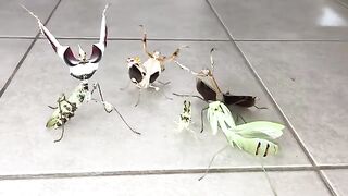 Aggressive Mantis Squad