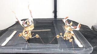 Beautiful Devil Mantis