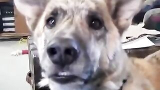 Talking dog (Bacon, Steak and the like)