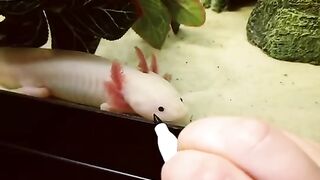 Doin' the meme - axolotl