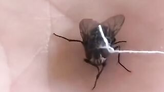 My pet fly.