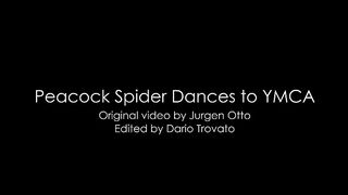 Peacock Spider Dances to YMC