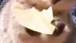 Bora rir! Divirta-se - Pets engraçados  Hora do lanchinho