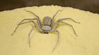 Six-Eyed Sand Spider Burying Herself (Sicarius hahni).