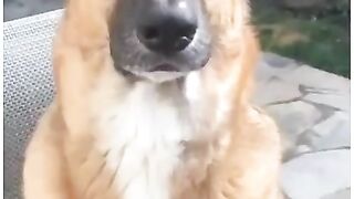 Bora Rir!!! Divirta-se - Pets engraçados | Odeio escovar os dentes