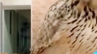 Bora Rir!!! Divirta-se - Owl