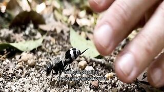 ¿Qué pasaría si te pica ¿una hormiga panda? El secreto revelado