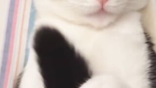 Bora Rir! Divirta-se - Funny Pets #52