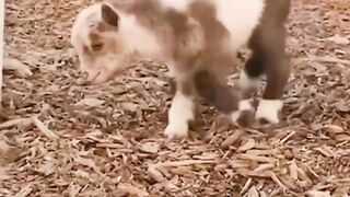 Bora Rir! Divirta-se - Funny Pets #54