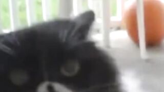 Bora Rir! Divirta-se - Funny Pets #56