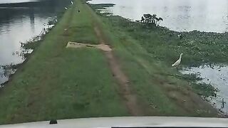 MAIS DE 30 JACARES NO LAGO DE BALNEAIO CAMBORIU { Alligator }