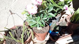 Plantas