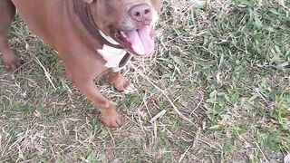 Meu gordo