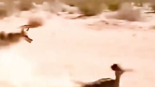 1 Minuto Animal - Esses Animais São...😱#animais #curiosidades