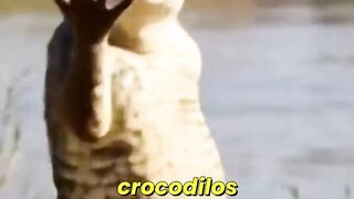 1 Minuto Animal - Você sabia que… 😱 #animais #natureza