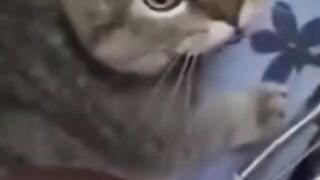 Bora Rir! Divirta-se - Funny Pets #62