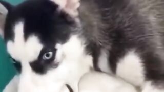 Bora Rir! Divirta-se - Funny Pets #64