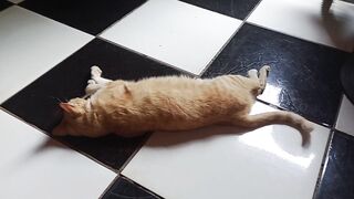 I’m learning English and, apparently, my cat has become my first teacher. 😂