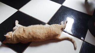 My English is still a work in progress, but my cat is already fluent in judging me.