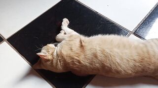While I’m learning English, my cat joins the recordings without even knowing it.