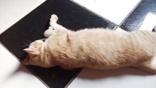 Today’s English lesson was different: me, my phone, and my cat.