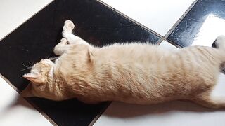 I’m practicing my English by recording the cutest moments of my cat.