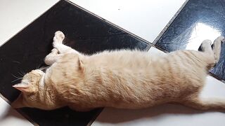 Learning English is much more fun when my cat appears in my recordings.