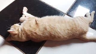 My goal is to learn English, and my cat apparently decided to join me on this journey.