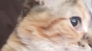 Bora Rir! Divirta-se - Funny Pets #67