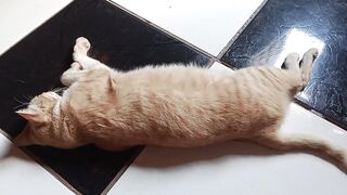 I’m learning new English words while recording my cat’s daily routine.