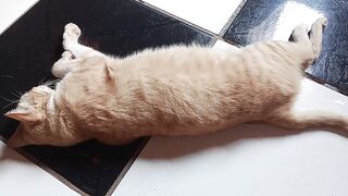Every video is an opportunity to practice English and save a little memory of my cat.