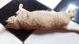 I’m still learning English, but I’ve already discovered that my cat is the best star of my videos.