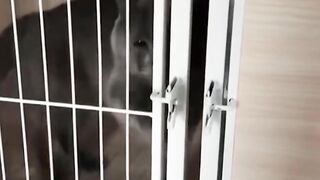 Bora Rir! Divirta-se - Funny Pets #68