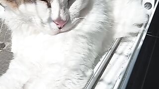 Pet lindo 🐱😍