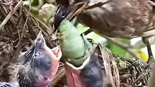 Mother Bird and Her Little Chicks | Heart-Touching Video#Shorts #adorablevideo #cutepic #viral