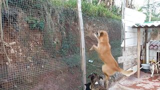 caramelo pulou a cerca e fugiu kkkk