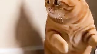 O GATINHO SABE SE DIVERTIR _😥🤣