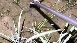 Using tongs to catch fish and eels