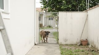 O cachorro se soltou e quase me mordeu