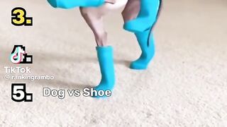 Best dog's fail
