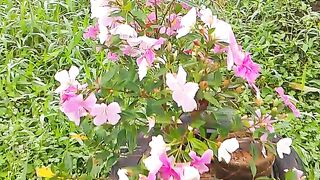 Flor do meu jardim
