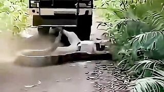 1Minuto Animal - Momentos Incríveis 🤭 #animais #curiosidades
