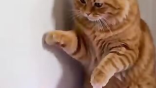 MAS UM DIA COM O GATO 😁🐈
